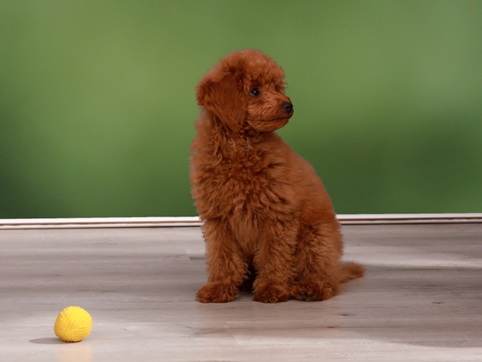junger Hund beim spielen